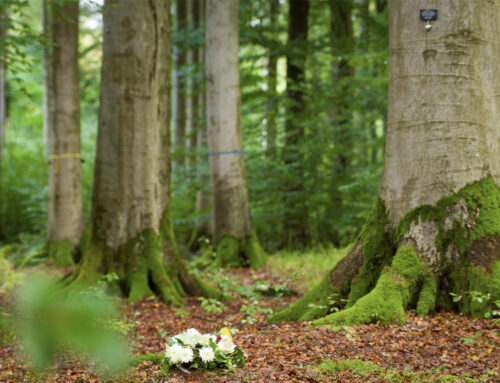 Eco-Friendly Funerals: Honouring Life Sustainably
